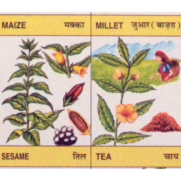 25 St. Schulposter klein: Pflanzen und Tiere