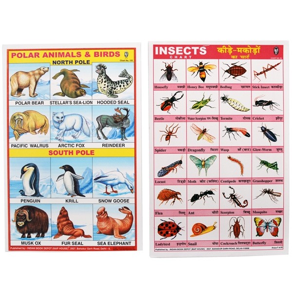25 St. Schulposter klein: Pflanzen und Tiere